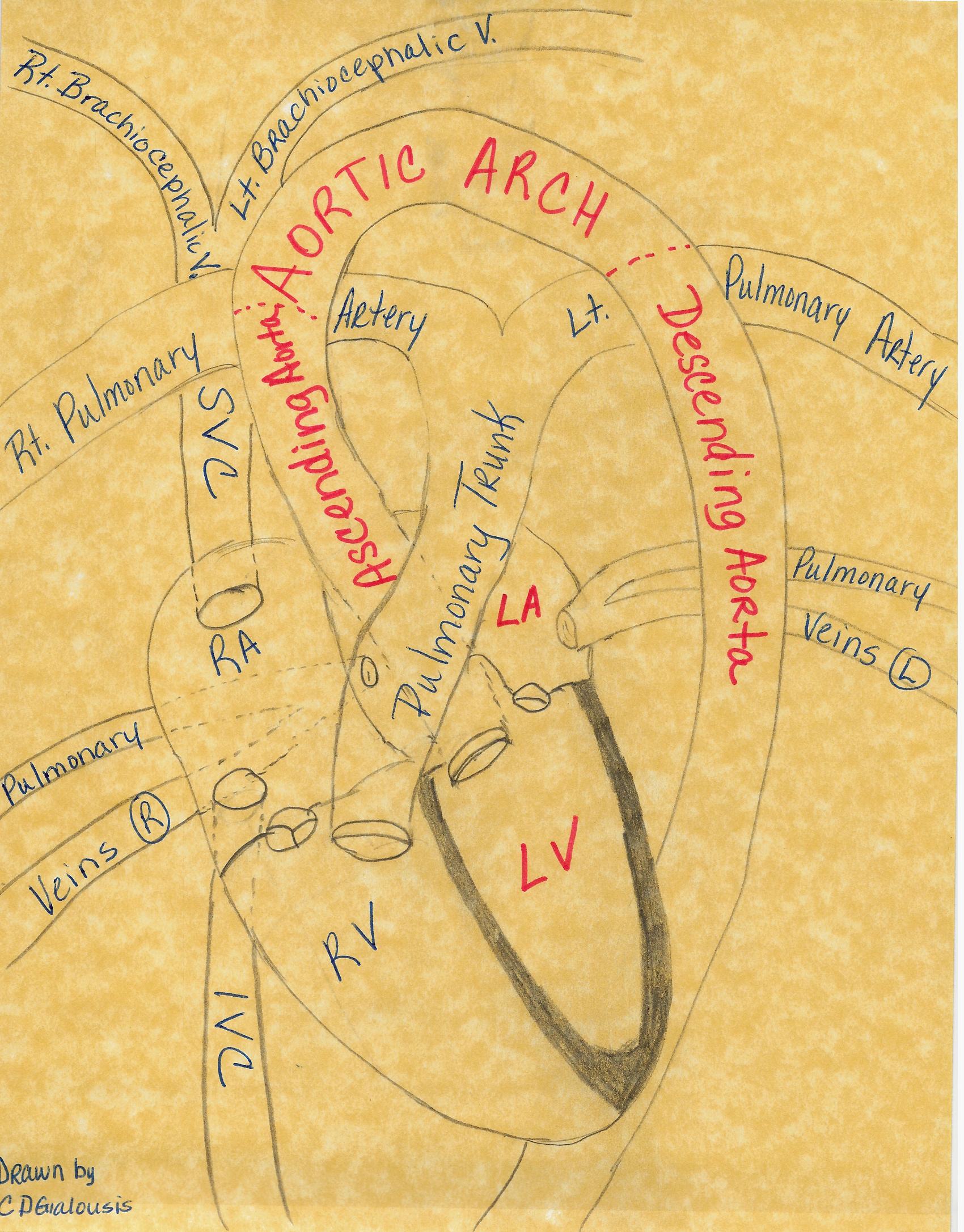 This is a hand drawn image of the heart which is a major component of the Cardiovascular System