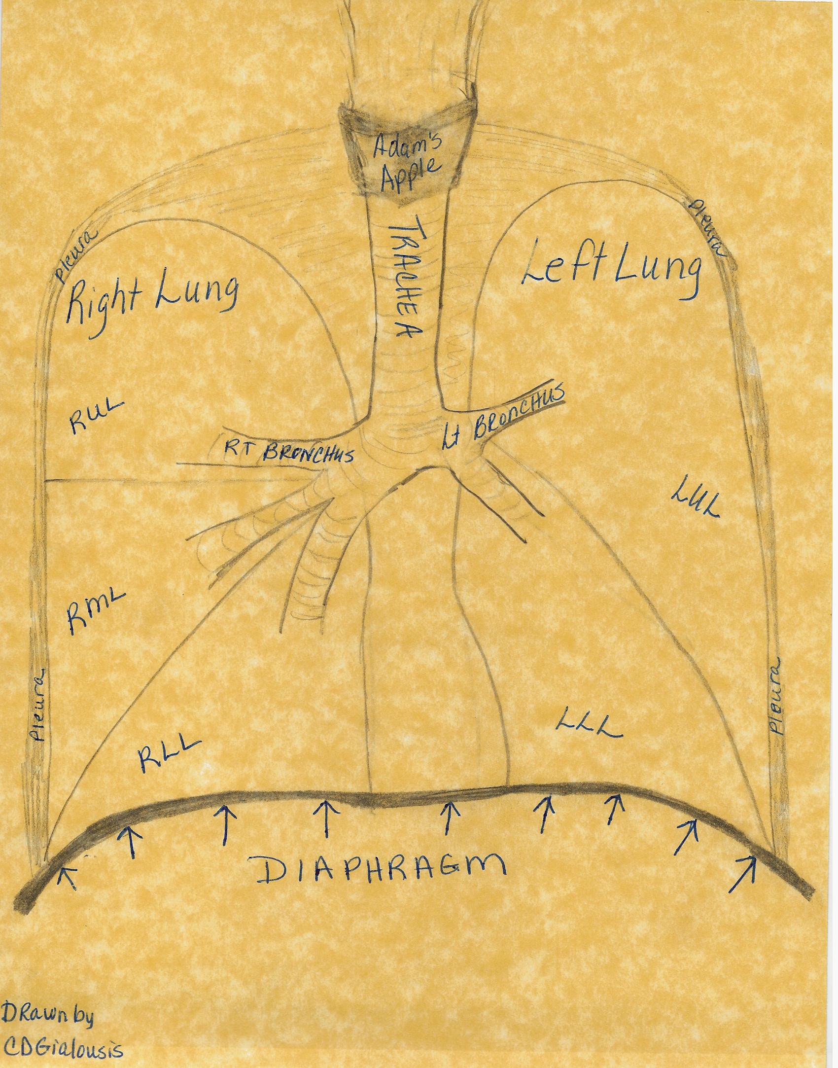 This is a hand drawn image of the lungs which are a major component of the Respiratory System.